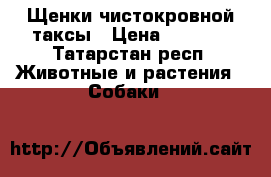 Щенки чистокровной таксы › Цена ­ 2 500 - Татарстан респ. Животные и растения » Собаки   